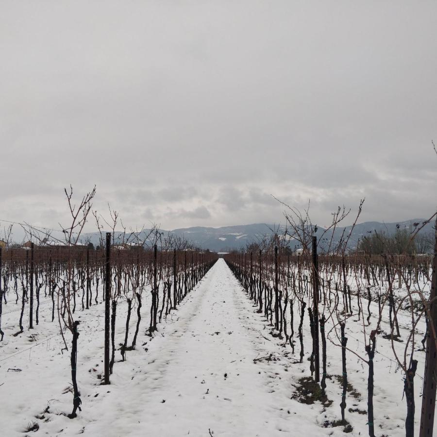 Agriturismo L'Albara - Wines, Pool & Spa Villaganzerla Екстериор снимка