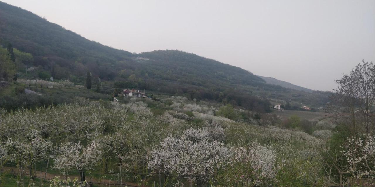 Agriturismo L'Albara - Wines, Pool & Spa Villaganzerla Екстериор снимка